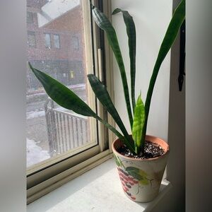 Green Snake Plant in Decorative Pot